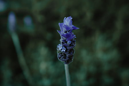 Selective Focus Photography of Purple Clustered Flower thumbnail