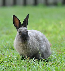 selective focus photography of gray and black rabbit on ground thumbnail