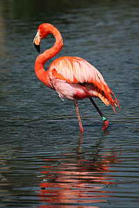 wildlife photography of flamingo on water thumbnail