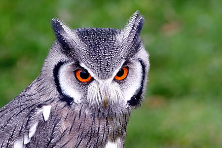gray and white owl thumbnail
