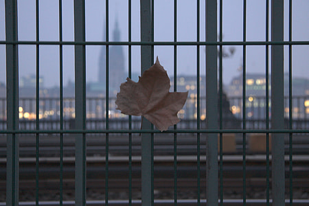 Autumn leaf in Hamburg, Germany thumbnail