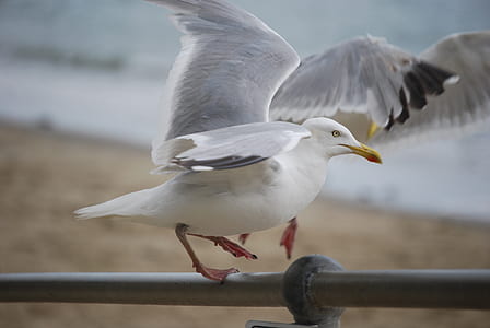 beach, animals, birds, seagulls thumbnail
