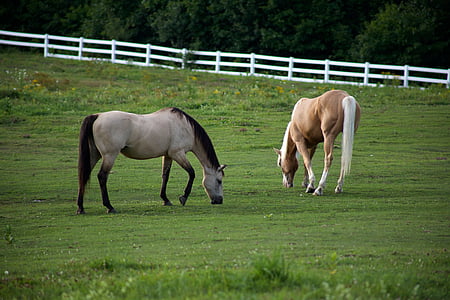 two brown and white horse figurines thumbnail