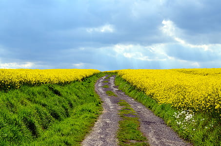 dirt path with grasses between rapeseed field under blue cloudy sky thumbnail