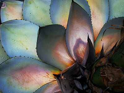 green and purple plant thumbnail
