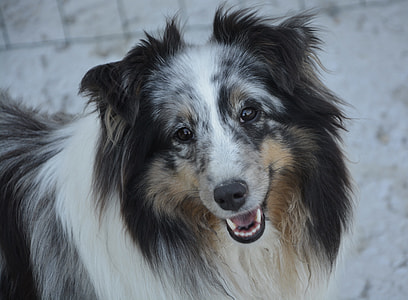 long-coated black and white dog thumbnail