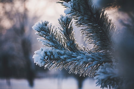 selective focus photography of snow coated tree leaves thumbnail