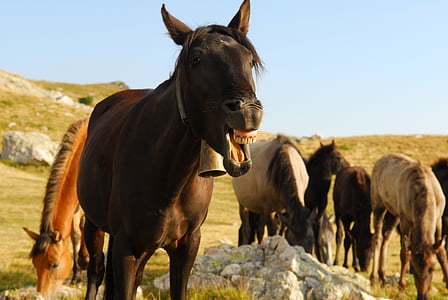 brown horse laughing closeup photography at daytime thumbnail