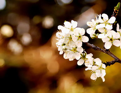 close-up photography of white petaled flower thumbnail