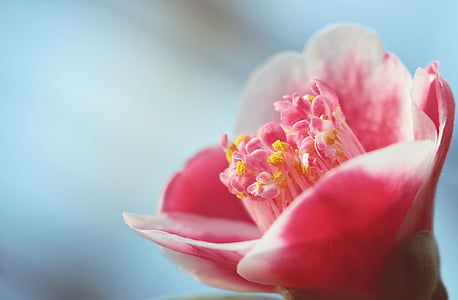 pink petaled flower selective-focus photography thumbnail