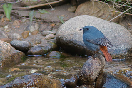 gray bird perched on rock with river thumbnail