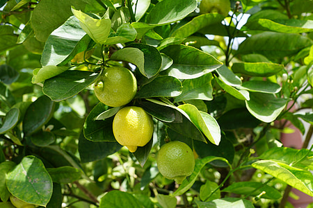 close-up photo of green fruits thumbnail