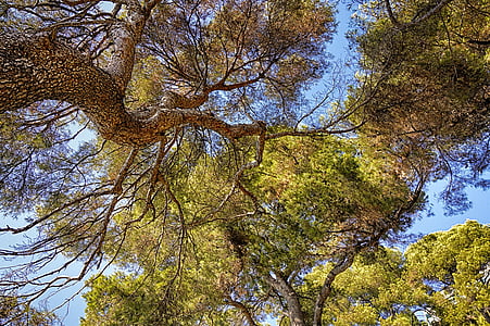 low-angle photo of green leafed trees at daytime thumbnail