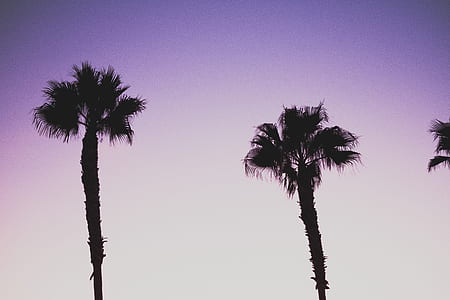 silhouette of coconut trees thumbnail