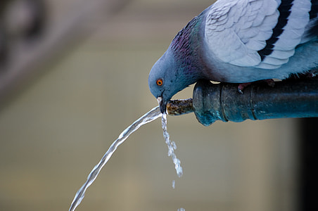 Pigeon drinking on water pipe thumbnail