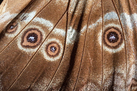 eyes, butterfly, exotic, south america, amazon, scale thumbnail