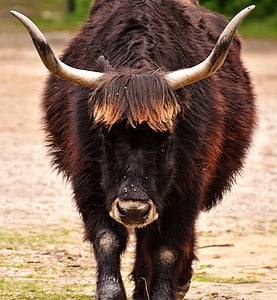 selective focus photograph of ox thumbnail