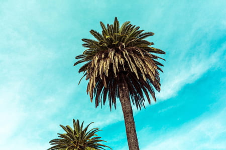 low angle photo of tree during daytime thumbnail
