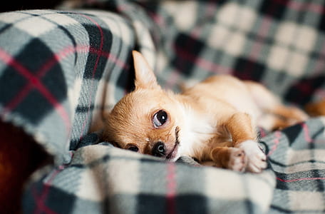 brown chihuahua at sofa thumbnail