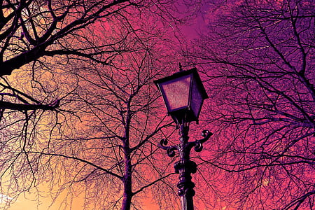 low-angle photography of turned-off outdoor light surrounded by bare trees at golden hour thumbnail