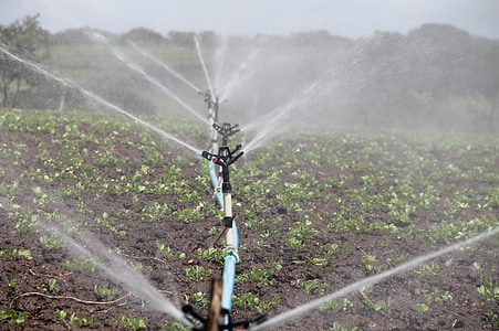 water sprinkler watering plants during daytime thumbnail