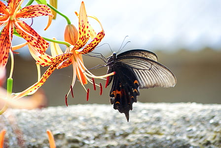 great mormon butterfly on orange flower thumbnail