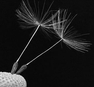 white dandelion petal thumbnail