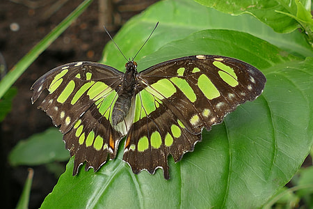 brow butterfly on leaf thumbnail