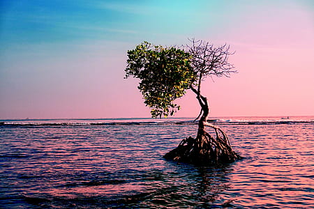 green tree in the middle of ocean thumbnail