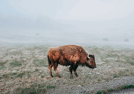 brown water buffalo on the field thumbnail