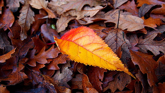 close-up photo of fallen brown and orange leaves thumbnail