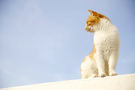 white and yellow cat on white plane thumbnail