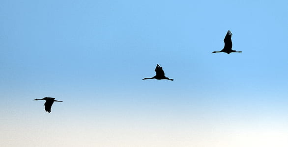 three black birds in mid air thumbnail