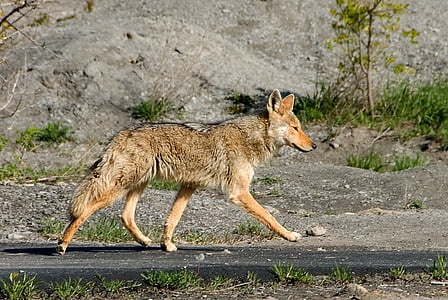 yellowstone wolf on asphalt road thumbnail