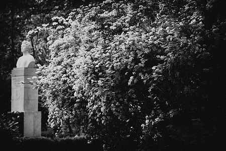 Blossom, black and white thumbnail