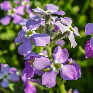 Matthiola Tricuspidata, Wildflower thumbnail