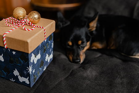 Christmas gifts for a cute little dog thumbnail
