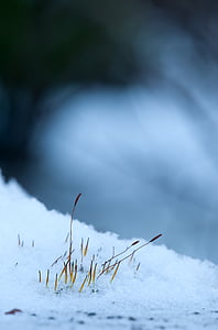 macro photo of snow thumbnail