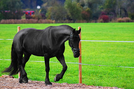 black horse running near the fence thumbnail