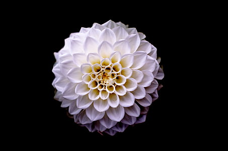 top-view of cluster petaled white flower thumbnail