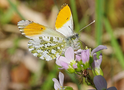 macro white, yellow, and brown butterfly thumbnail