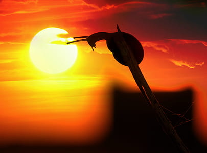 snail perching on branch thumbnail