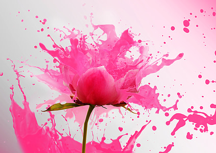 shallow focus photography of pink flower thumbnail