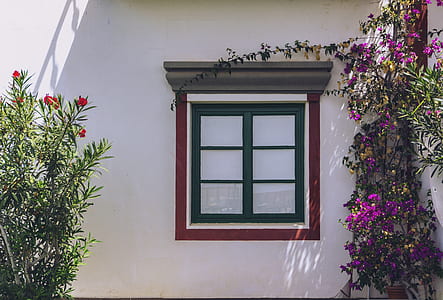 clear glass window beside red and purple flowers thumbnail
