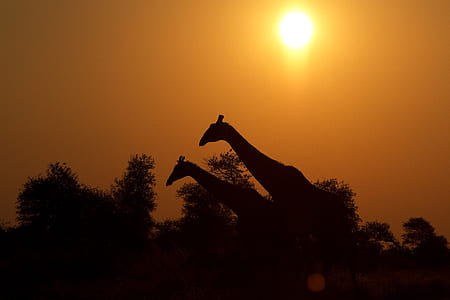 silhouette photo of two giraffes thumbnail