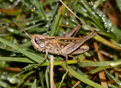 Grasshopper, Slant Faced Grasshopper thumbnail