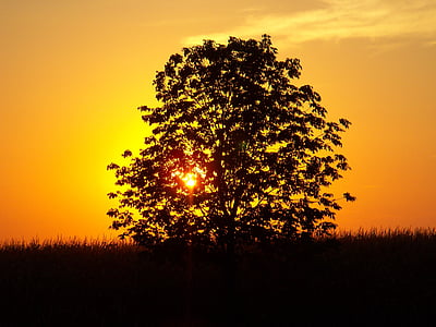 silhouette photo of a tree during golden hour thumbnail