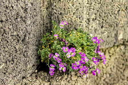 purple petaled flower thumbnail