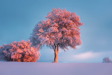 pink leafed tree at daytime thumbnail