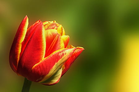 red and green flower on green stem thumbnail
